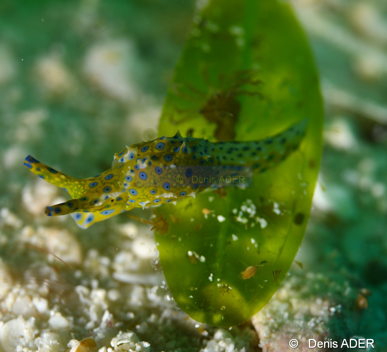 Oxynoe viridis Oxynoe verte - Elysie orange a tache bleu Liwutonkidi Jetty beach-20m-20180604-Denis-ADER-DSC_4135_tn.jpg